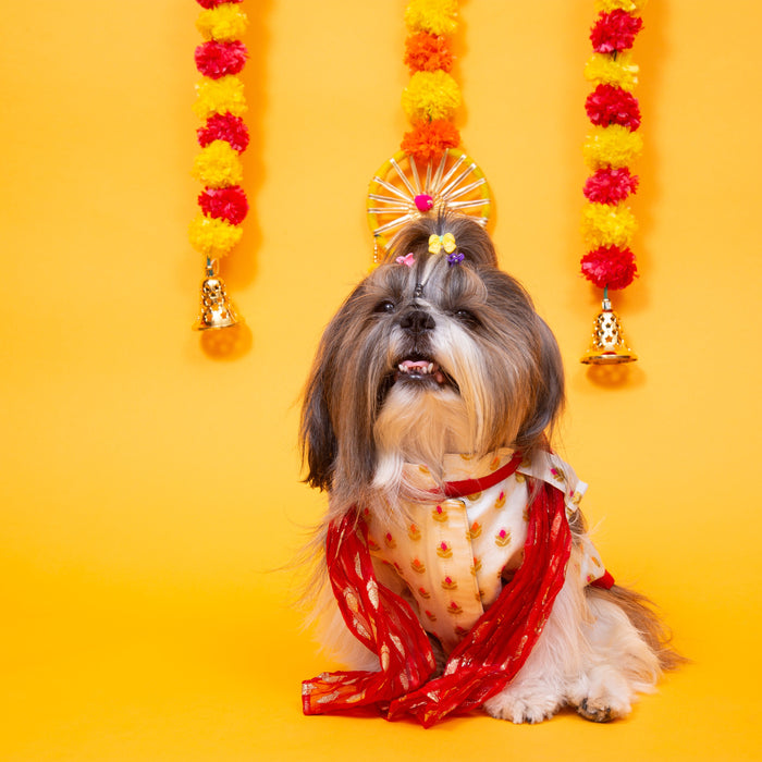 White & Red Royal Dog Kurta - Elegant Indian Dog Ethnic Wear Dress