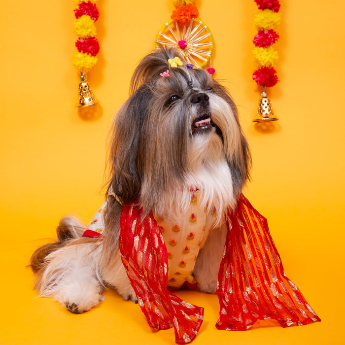 White & Red Royal Dog Kurta - Elegant Indian Dog Ethnic Wear Dress